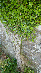 Ivy taking over the old Mill at Culdigo