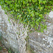 Ivy taking over the old Mill at Culdigo