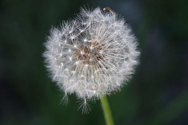 Blumen am Wegrand
