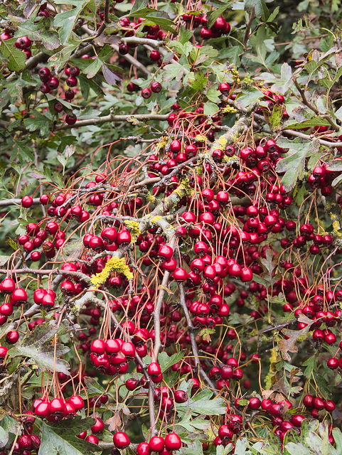 A Glut of Hawthorn Berries