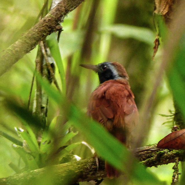 White-bellied Antbird, Asa Wright trail