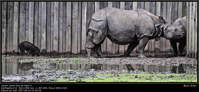 IMG 8537.jpg  2017 09 16 Zoo Planckendael II