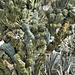 "Dinosaur Back" Cactus, Take #2 – Desert Botanical Garden, Papago Park, Phoenix, Arizona
