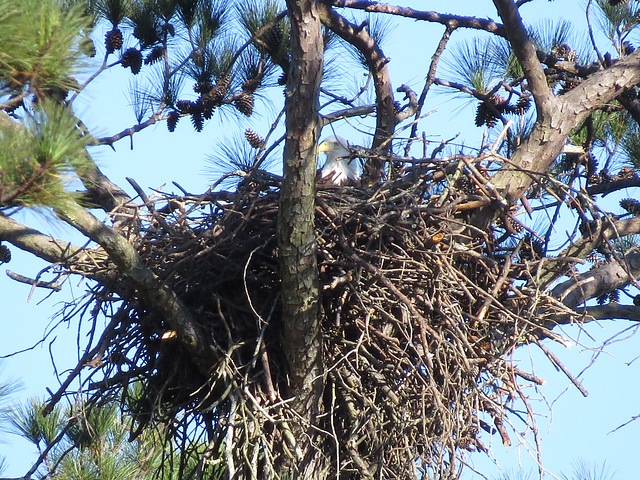 Bald eagle on nest