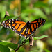 A straggler: This Monarch butterfly...