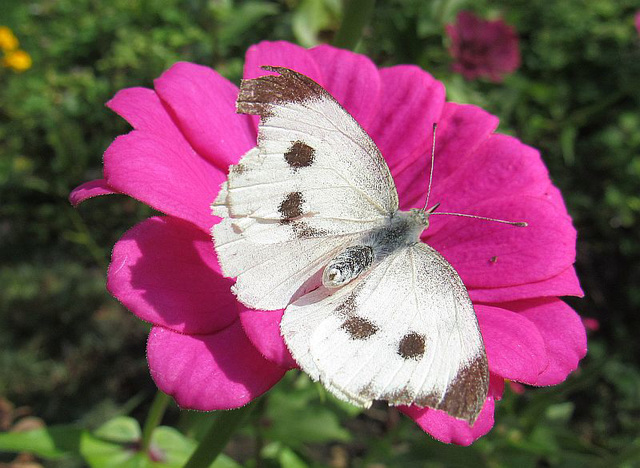 Blanka papilio