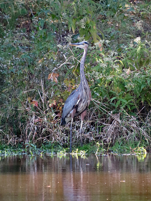 Great blue heron