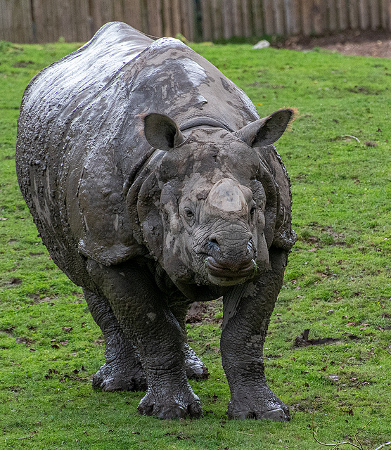 Rhino