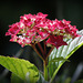 Hortensia
