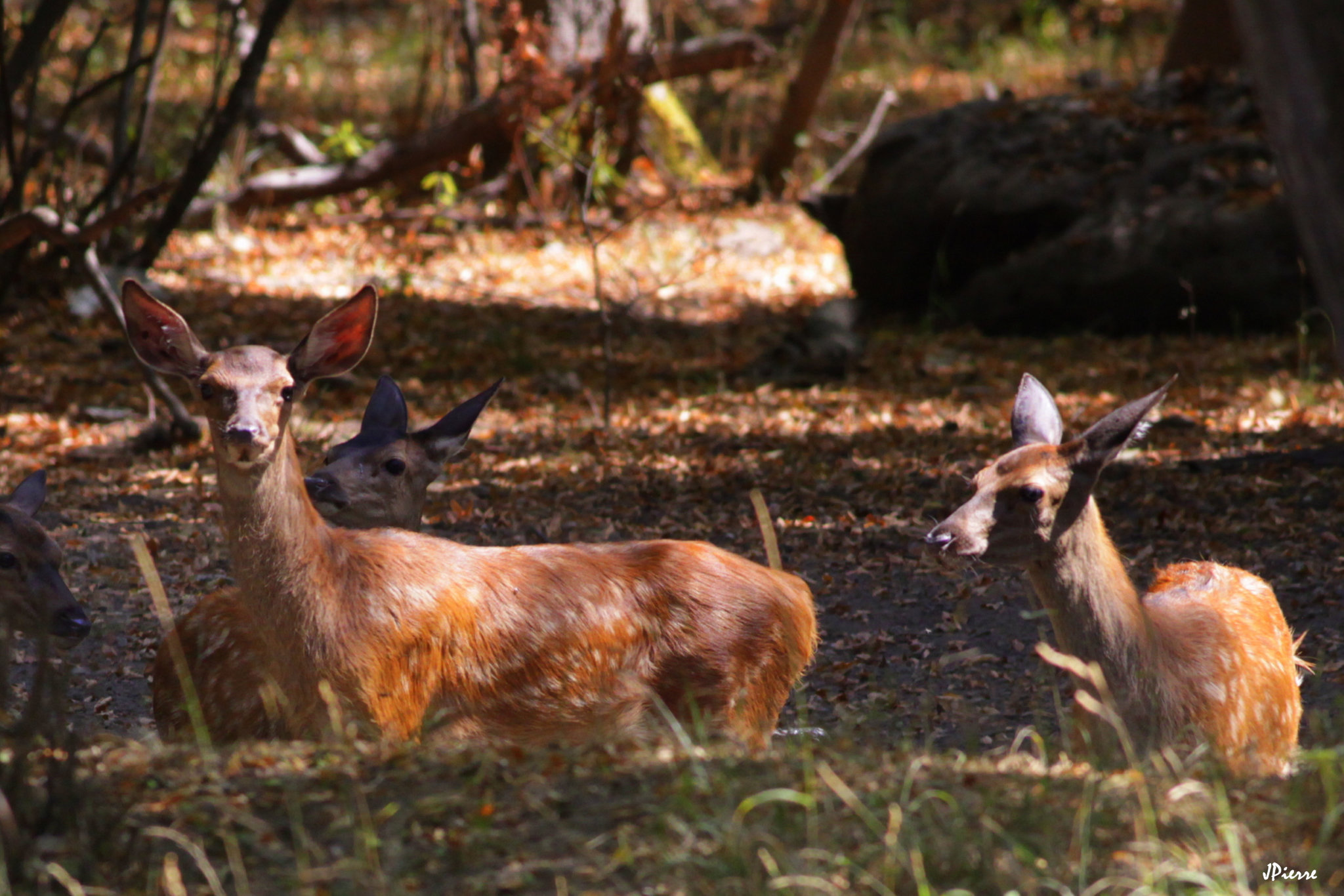 Bambi(s) entre eux