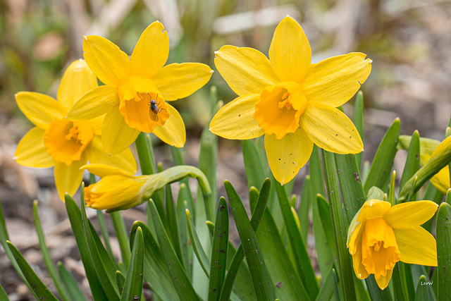 Osterglocken ++  daffodils