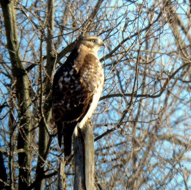 1:00 P.M. January 16th. Red-tailed Hawk