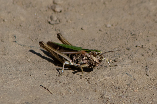 Grasshopper