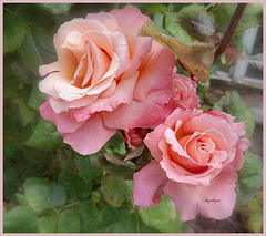 Des roses pour vous ❤️ belle soirée et  bon we ❤️