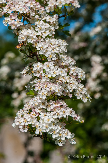 Just a bit of blossom Just a bit of blossom