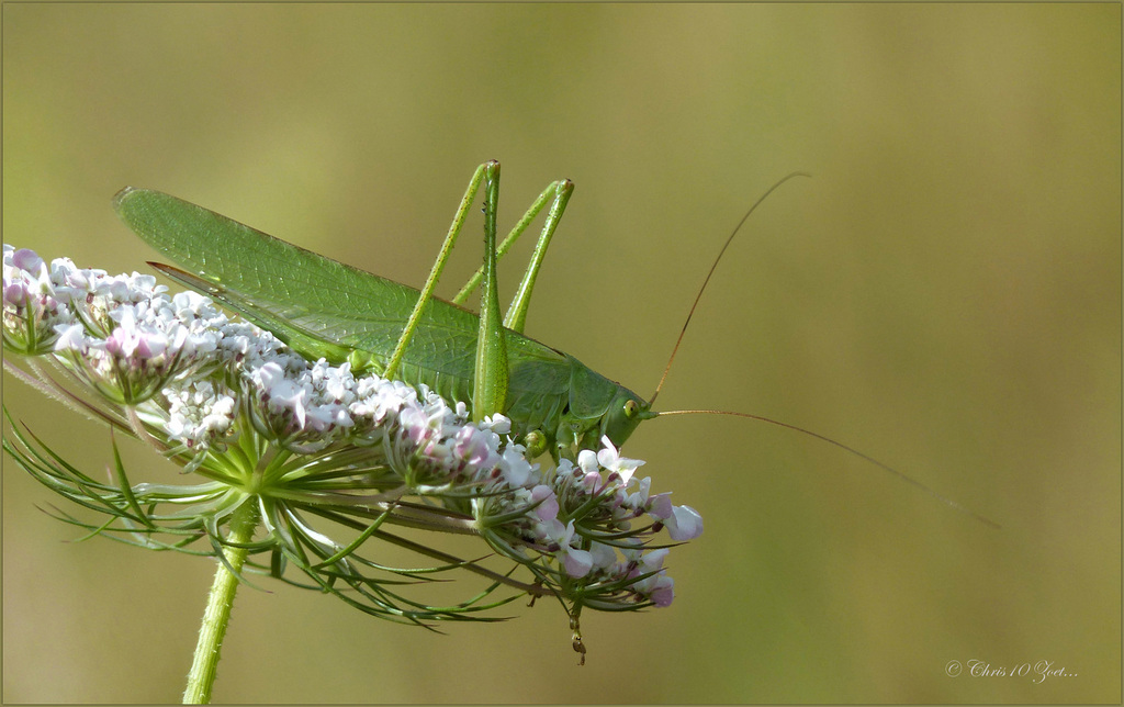 Great Green Bush-Cricket ~ Grote groene sabelsprinkhaan (Tettigonia viridissima), female ♀...