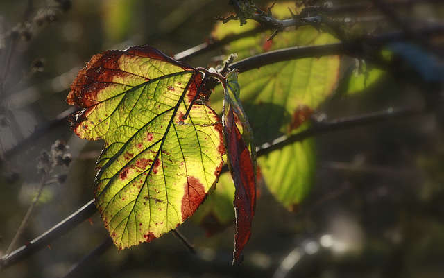 Couleurs ronce