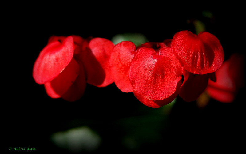 Les jupes rouges