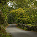 A single track road in Padarn country park