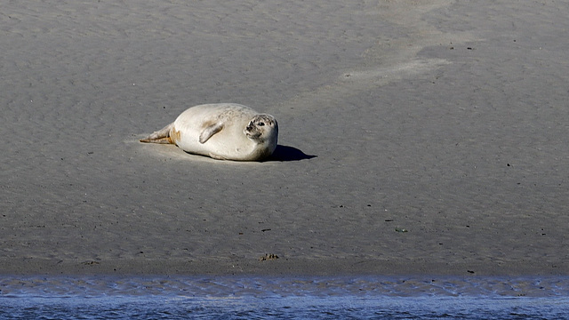 La sieste en Baie de Somme