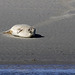 La sieste en Baie de Somme