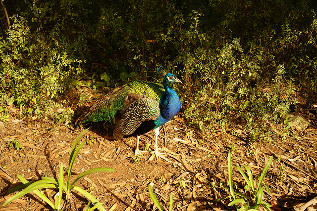 Pavão