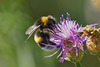 Bombus terrestris - auffällig groß und recht häufig - conspicuously large and quite common