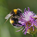 Bombus terrestris - auffällig groß und recht häufig - conspicuously large and quite common