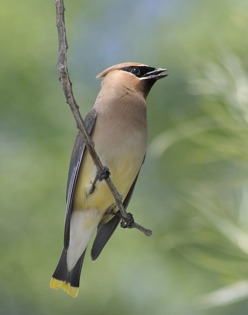 jaseur d'Amérique / cedar waxwing