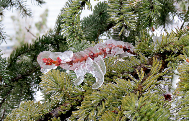 The ice caterpillar