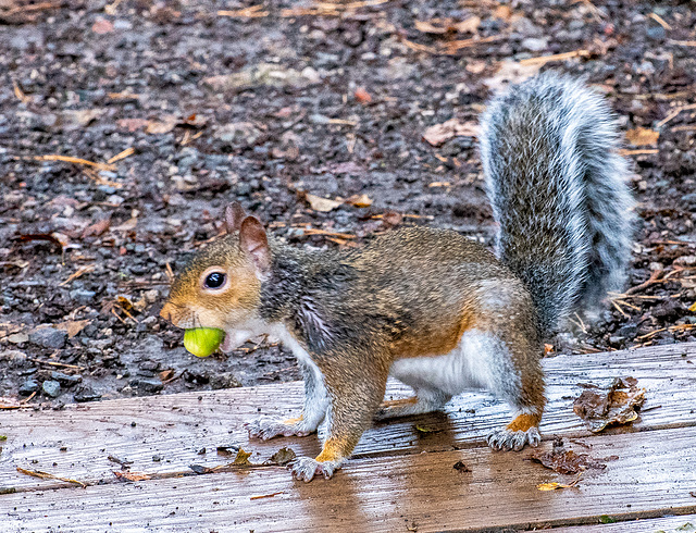 Grey squirrel