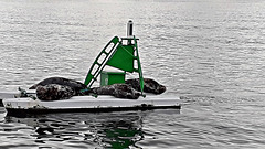 Seals, Firth of Forth 10th September 2019.