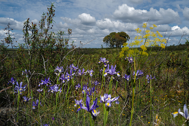 Iris xiphium, Thapsia transtagana