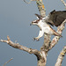Balbuzard pêcheur Pandion haliaetus - Western Osprey