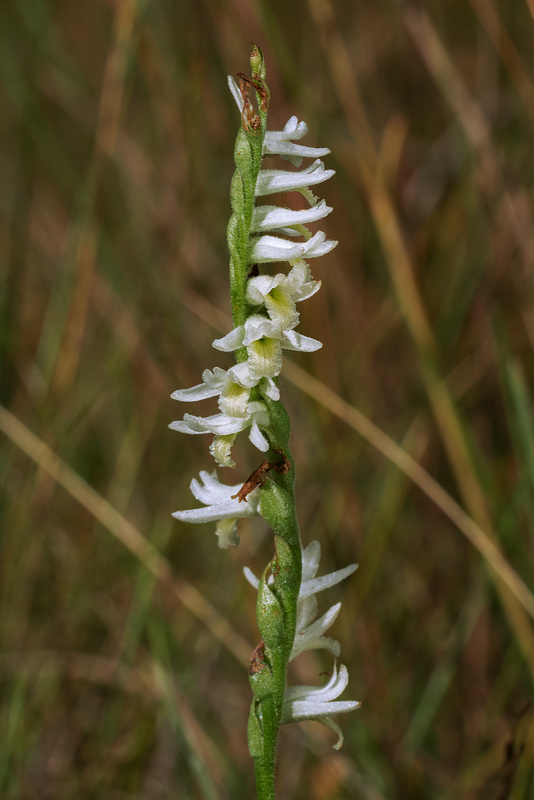 Spiranthes longilabris (Long-lipped Ladies'-tresses orchid)