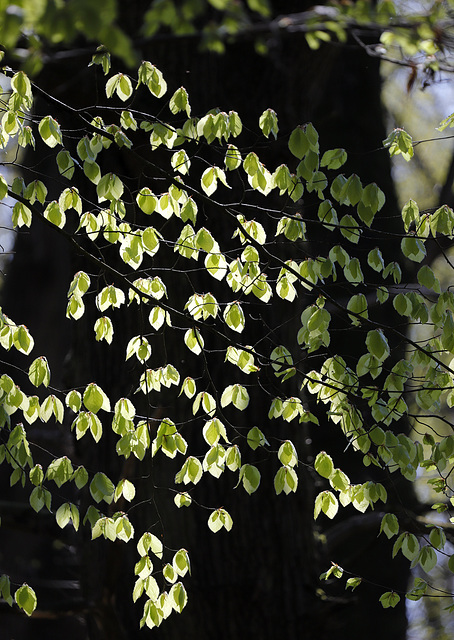 Allumer les feuilles....