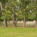 sheltered crosses