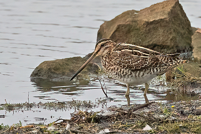 Common Snipe - Gallinago gallinago