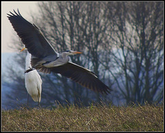 voor de landing