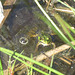Frosch im Feenteich