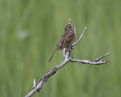 song sparrow / bruant chanteur