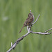 song sparrow / bruant chanteur