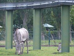 Chester Zoo (10) - 30 August 2016