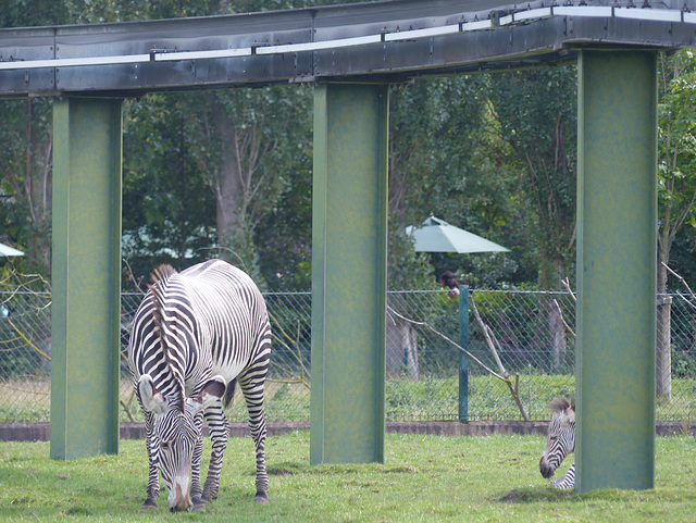 Chester Zoo (10) - 30 August 2016