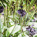 Rare black orchid