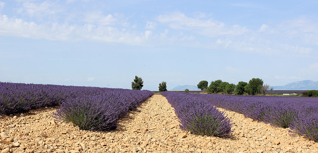 Plateau de Valensole (04) 22 juin 2014.