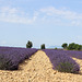 Plateau de Valensole (04) 22 juin 2014.