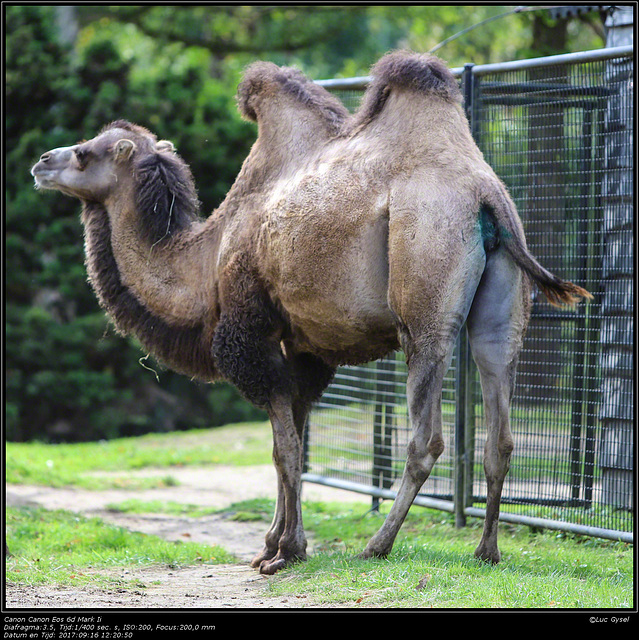 IMG 8541.jpg 2017 09 16 Zoo Planckendael II