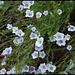 Nierembergia scoparia (frutescens )