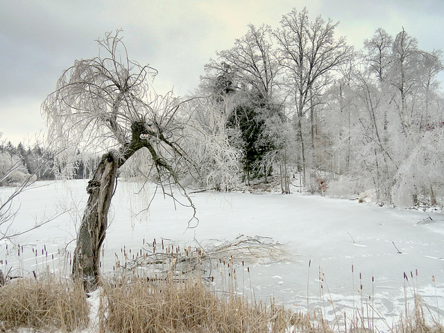 The frozen pond